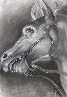 動物素描